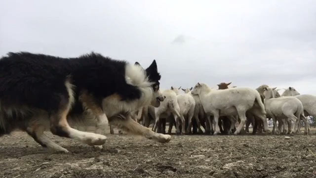 Kobberdahl K9/Billabong Border Collies