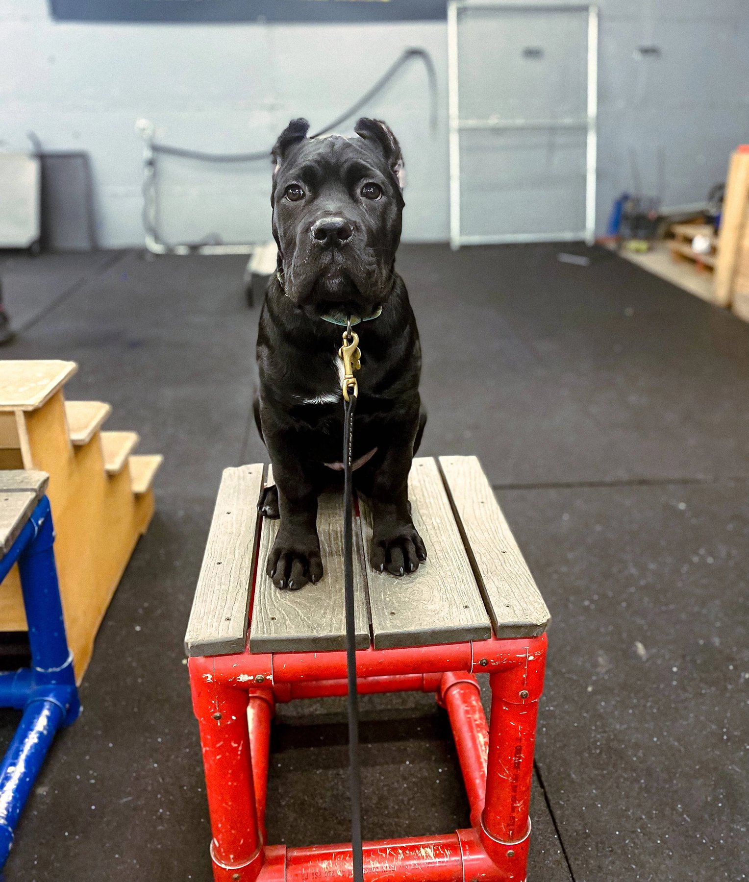 The Northwest Dog Trainer