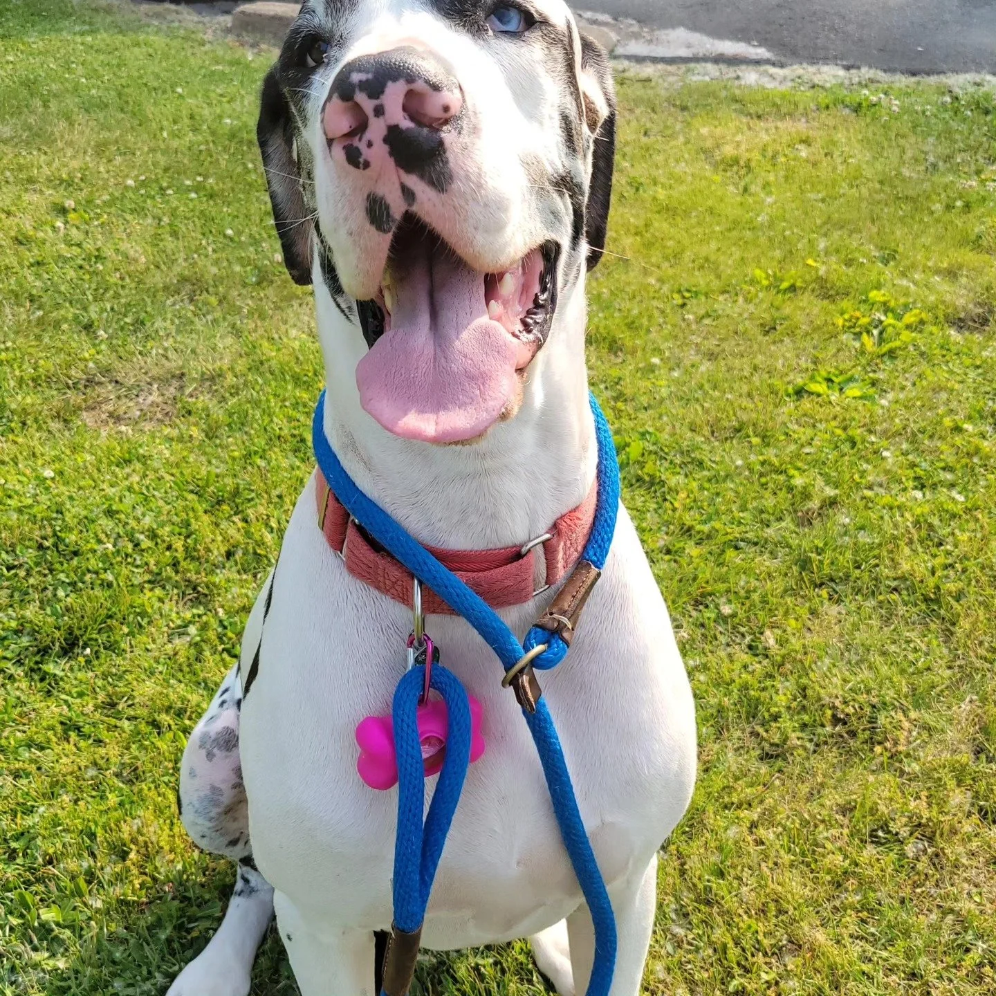 Bonilla Bark Park LLC