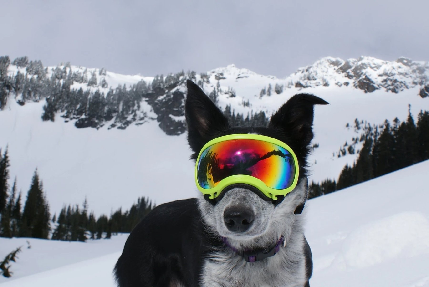 RunningWild Dogs & Co.