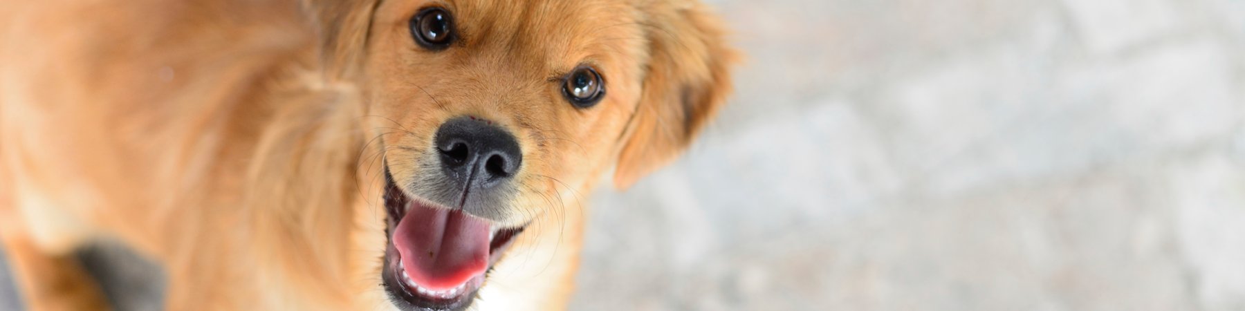 Jackson’s Place Unleashed Pet Resort & Bakery – Dog Daycare, Dog Boarding, Dog Grooming & Dog Training