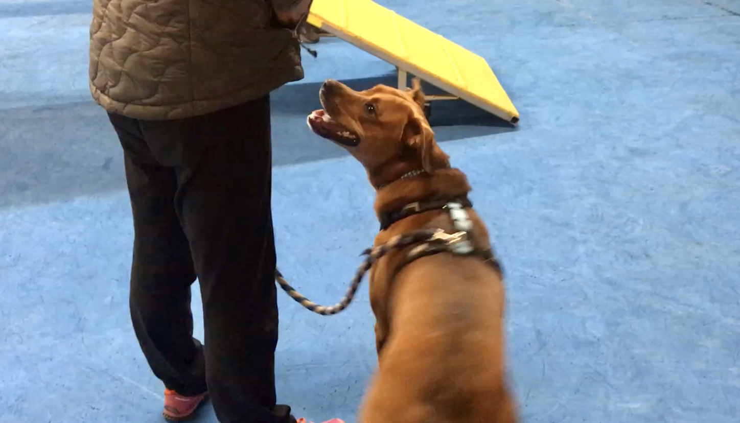Dazzling Dog Training
