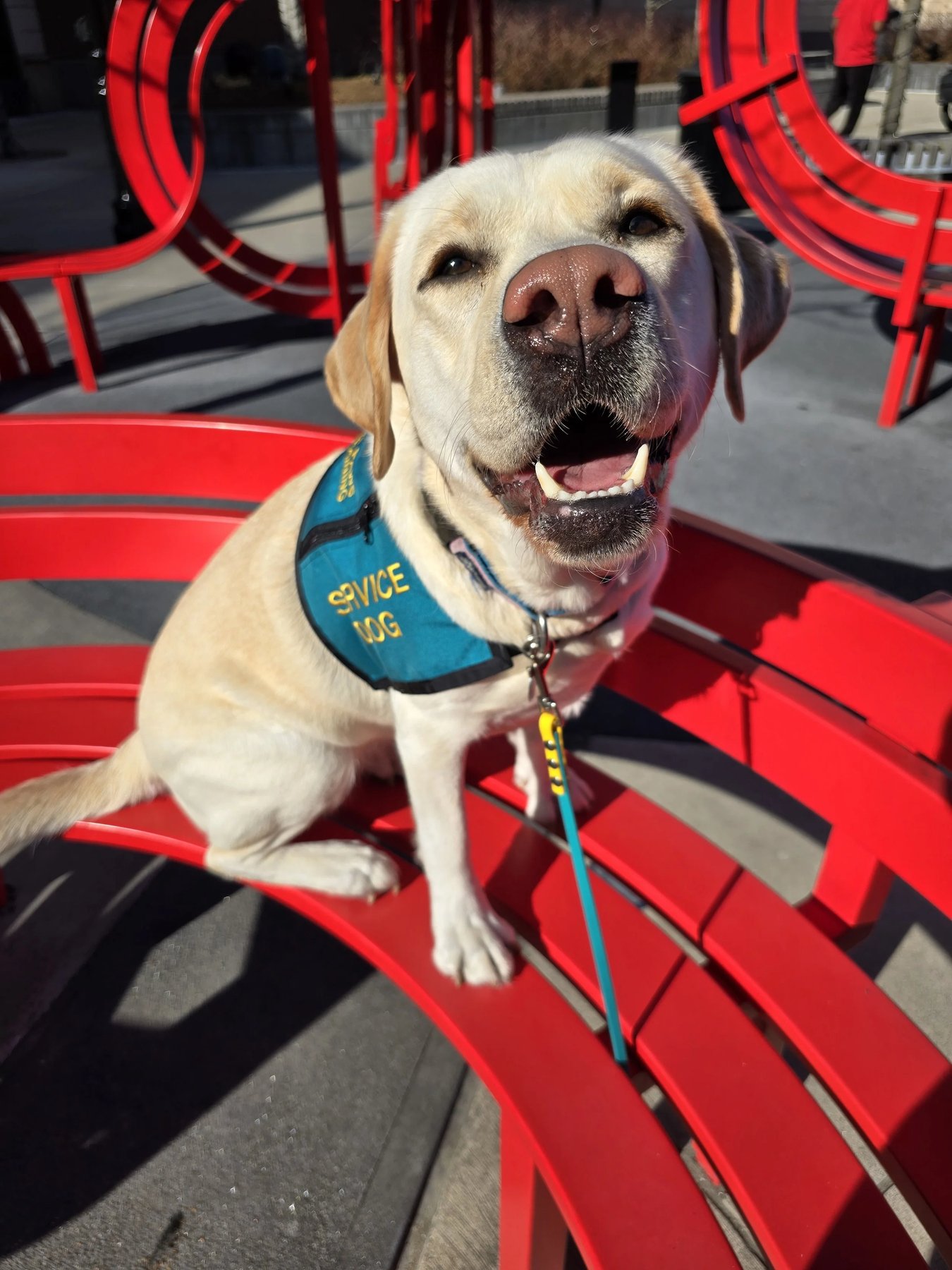 Joyful Paws Service Dogs