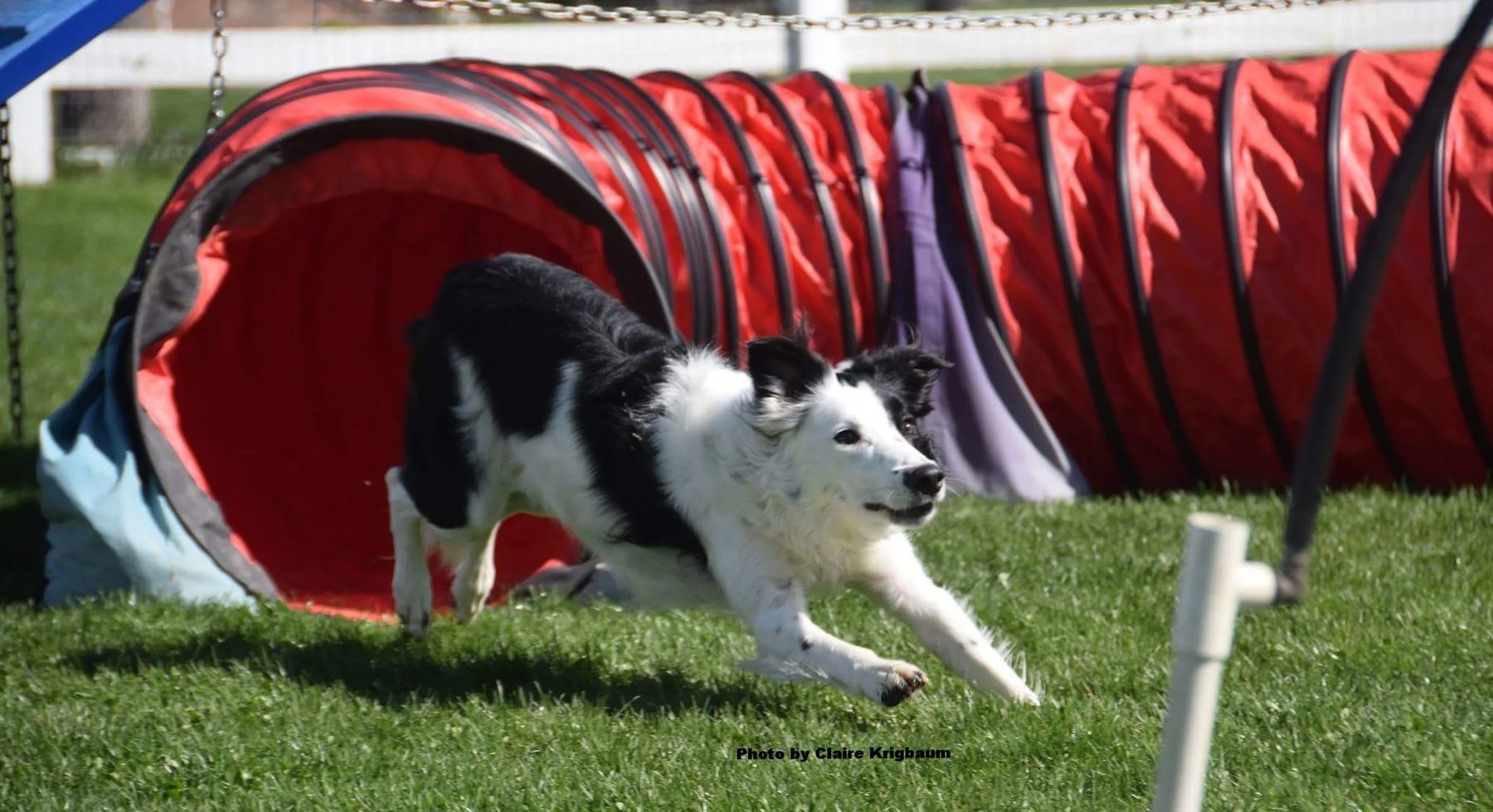 Pawsitive Step Dog Training — dog trainer in Caldwell, ID