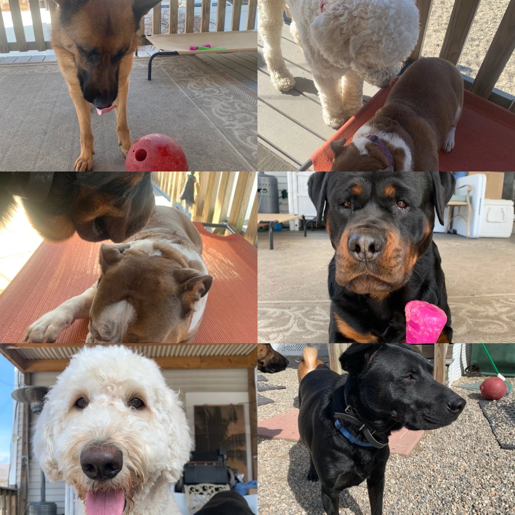 Sandy’s 4PAWS Care,LLC