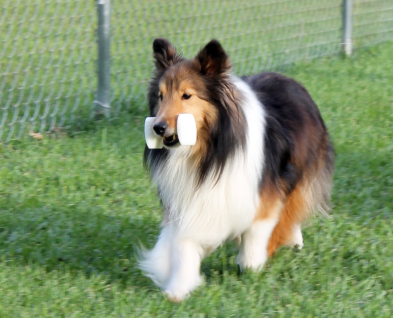 Tallahassee Dog Obedience Club