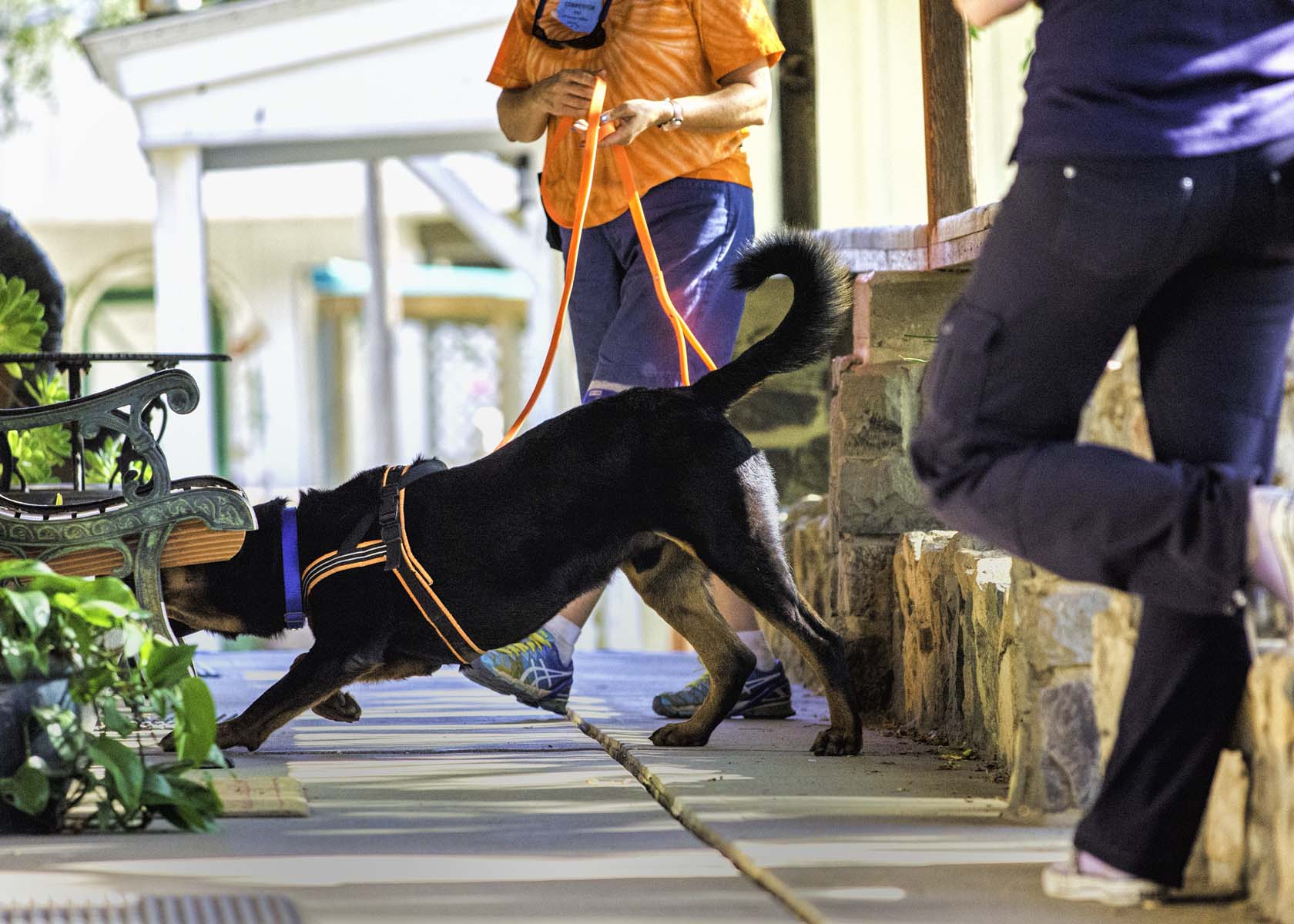 Valley Hills Obedience Club