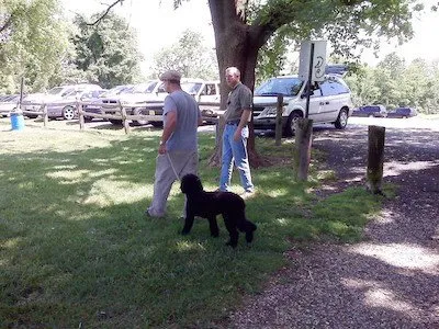 At Home Dog Training