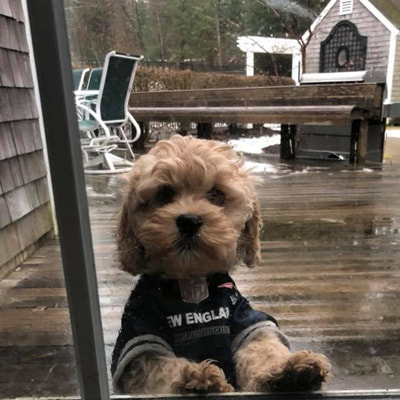The Trainer k9 Services