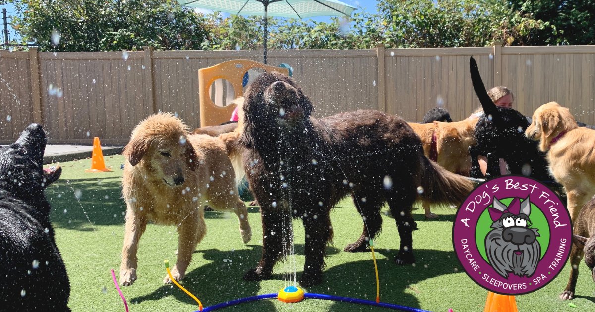 A Dog’s Best Friend Doggy Daycare & Training