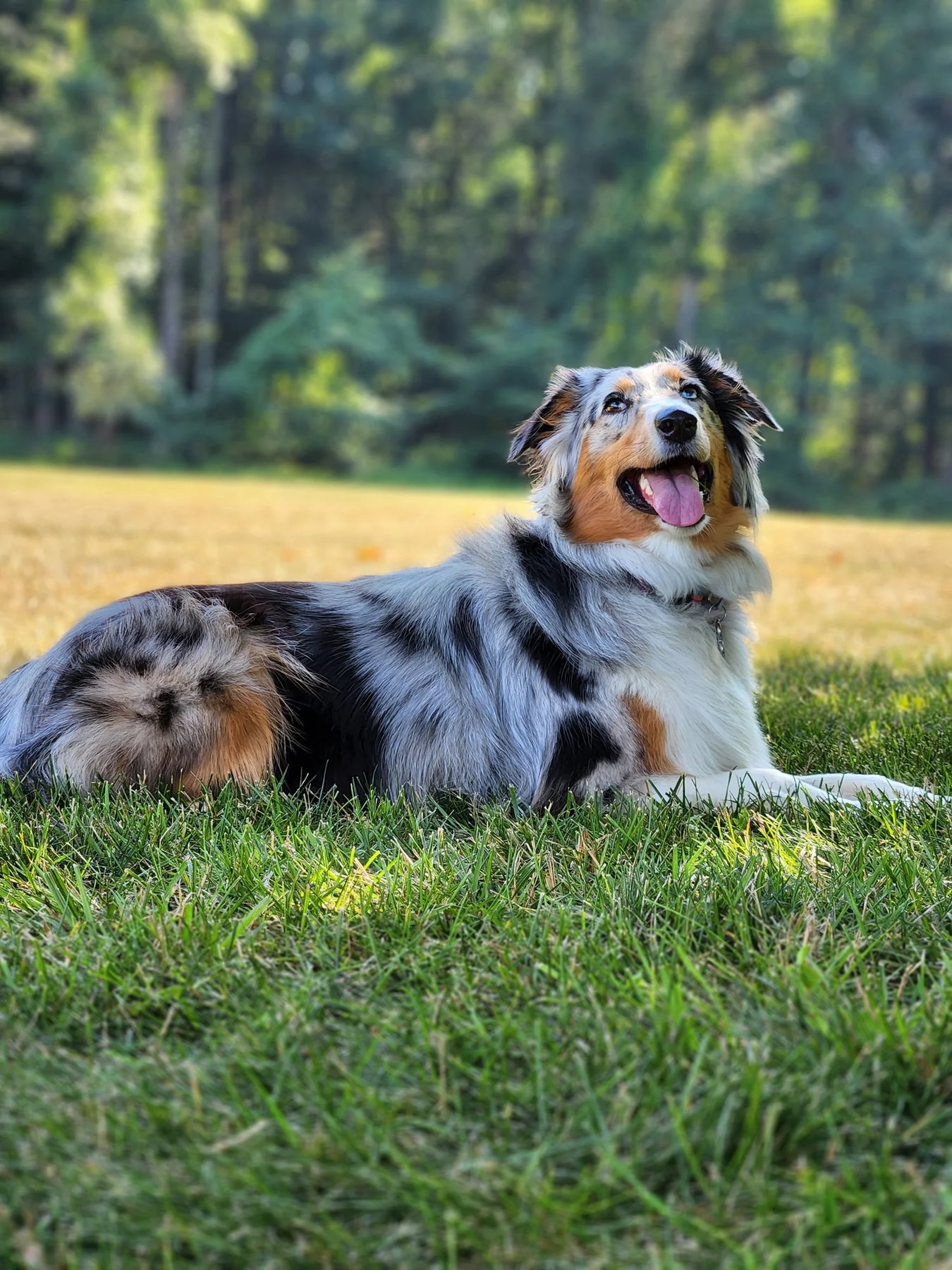 Blue Skye K9