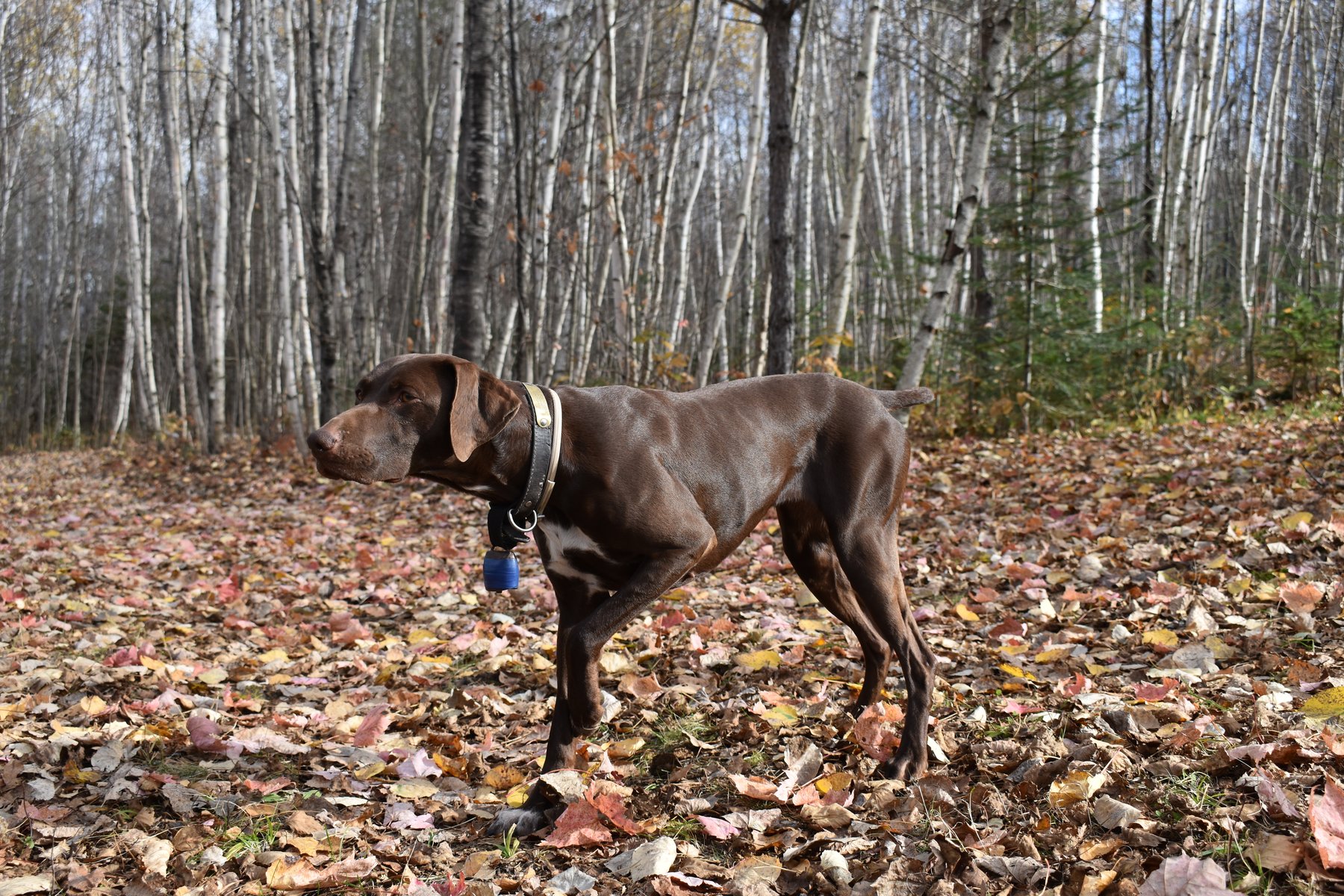 GunDog Kennels Boarding and Training
