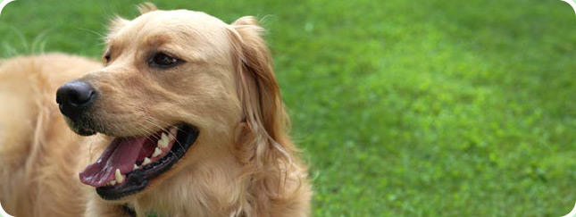 Spot-On Dog Training, LLC