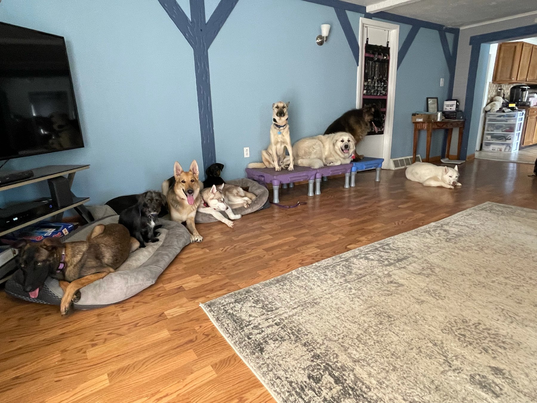 Buck's Dog Training, LLC — dog trainer in Deptford, NJ