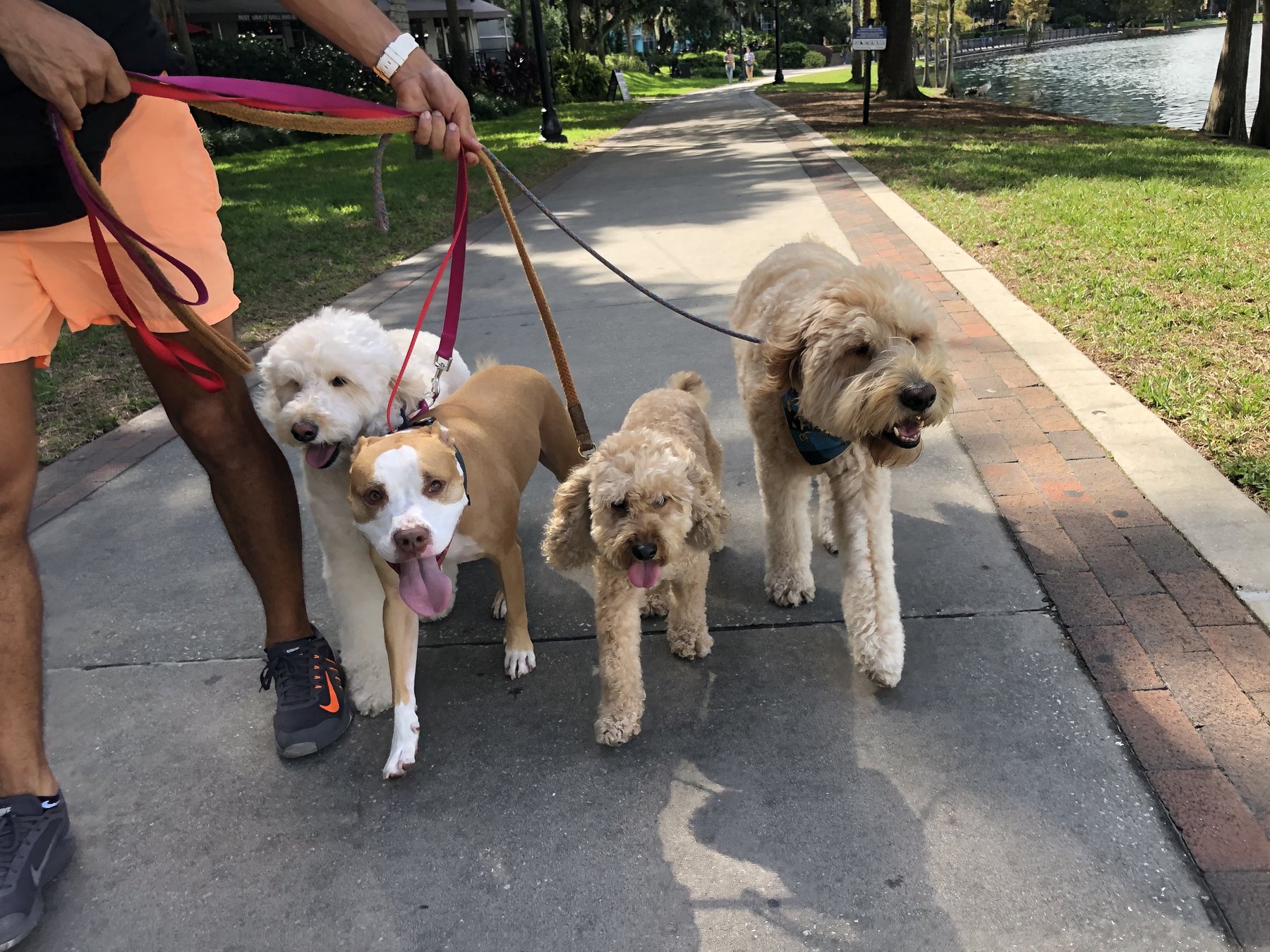 Eola Pets