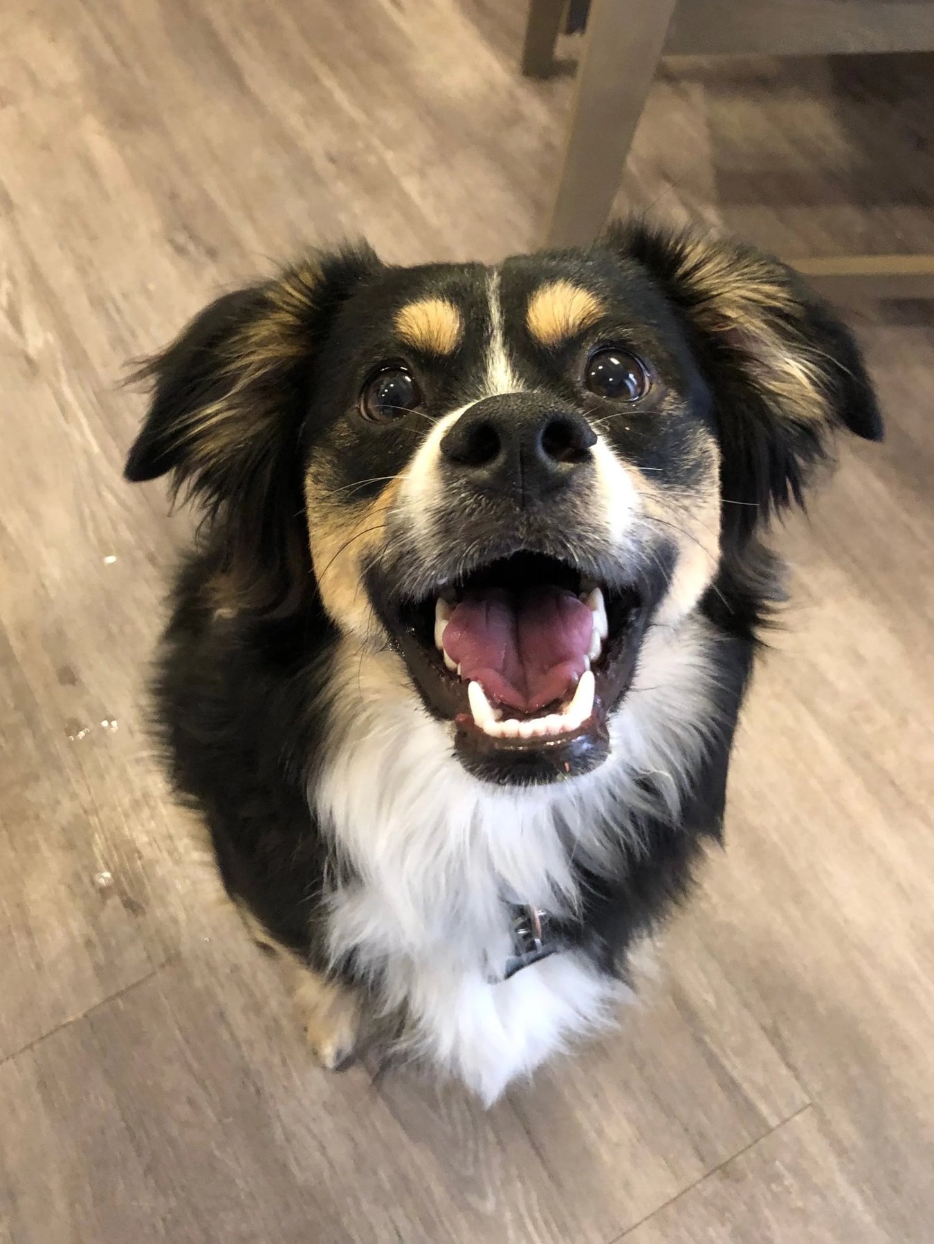 The Family Dog Trainer — dog trainer in Lubbock, TX