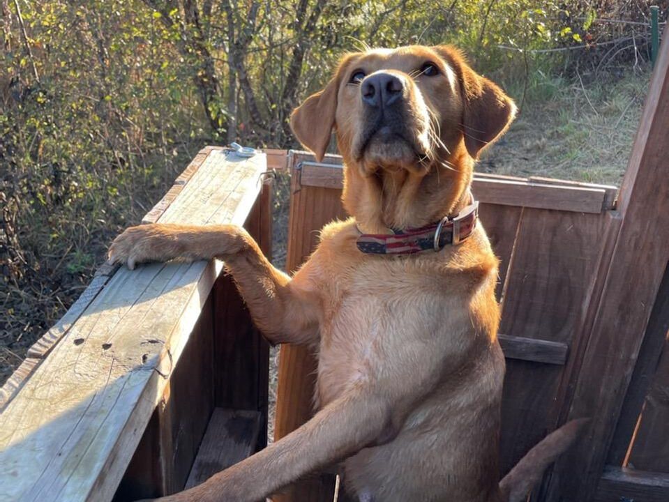 RAVE Retrievers