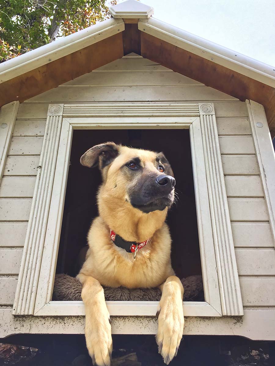 Cypress Falls Pet Resort & Spa