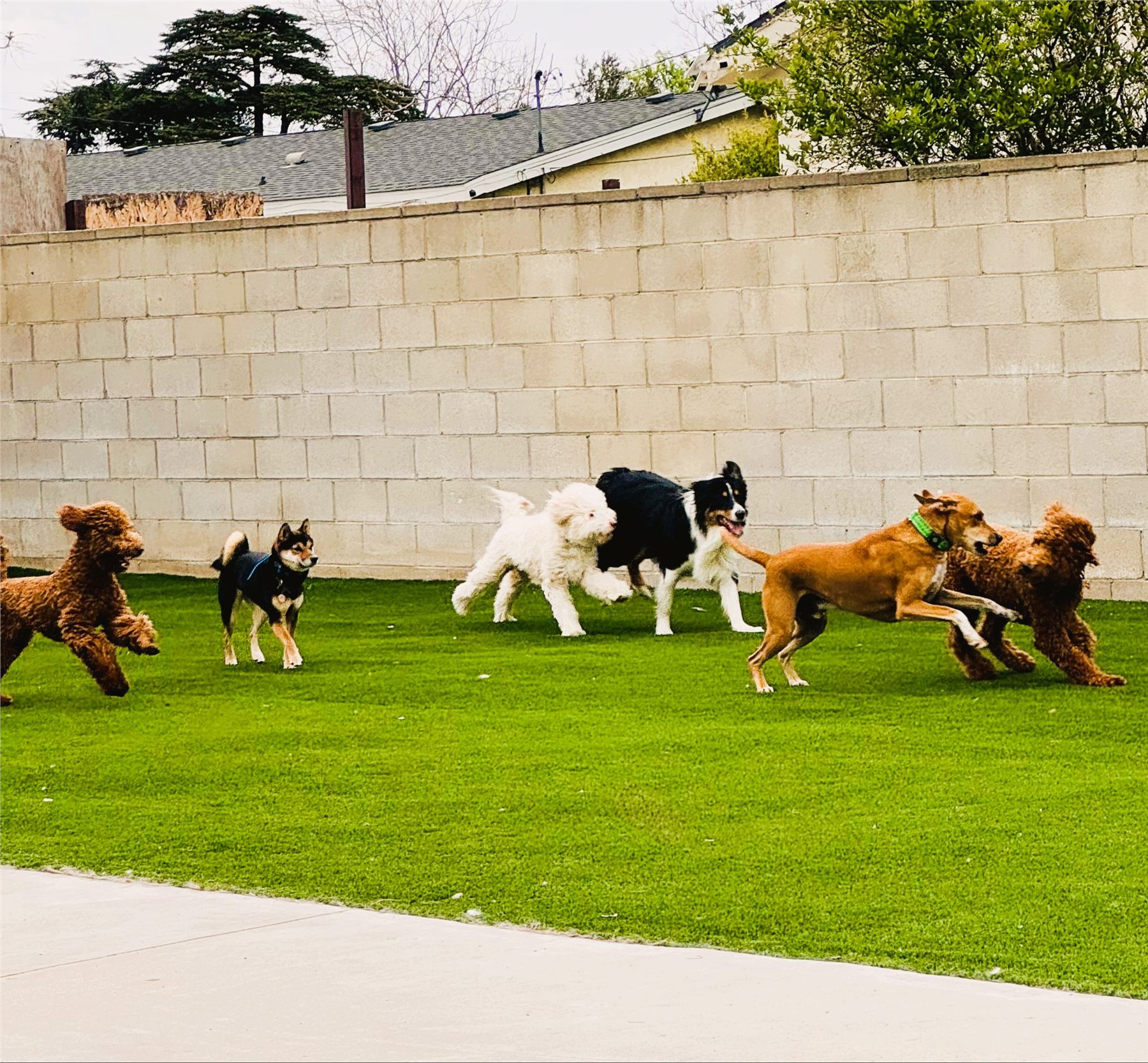 YAY Doggy Daycare & Training