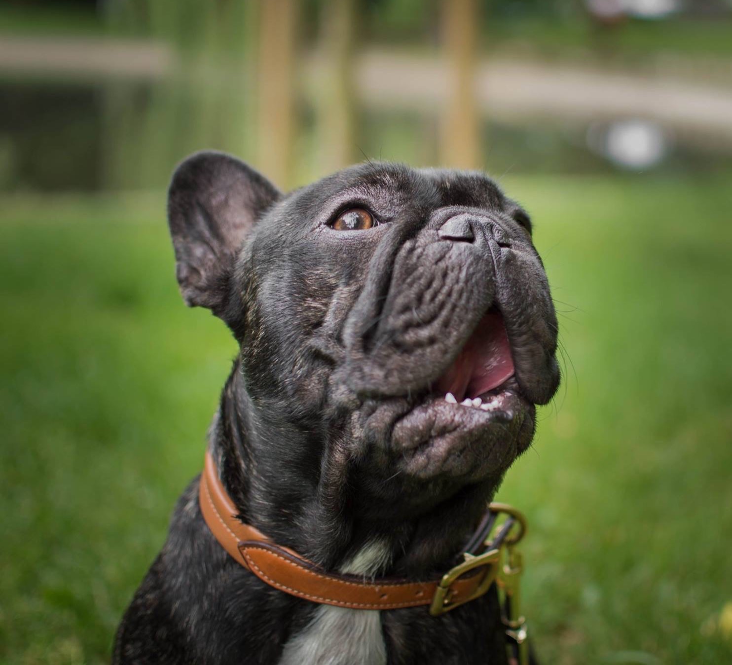 Southampton Dog