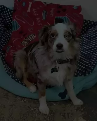Yuppie Dog