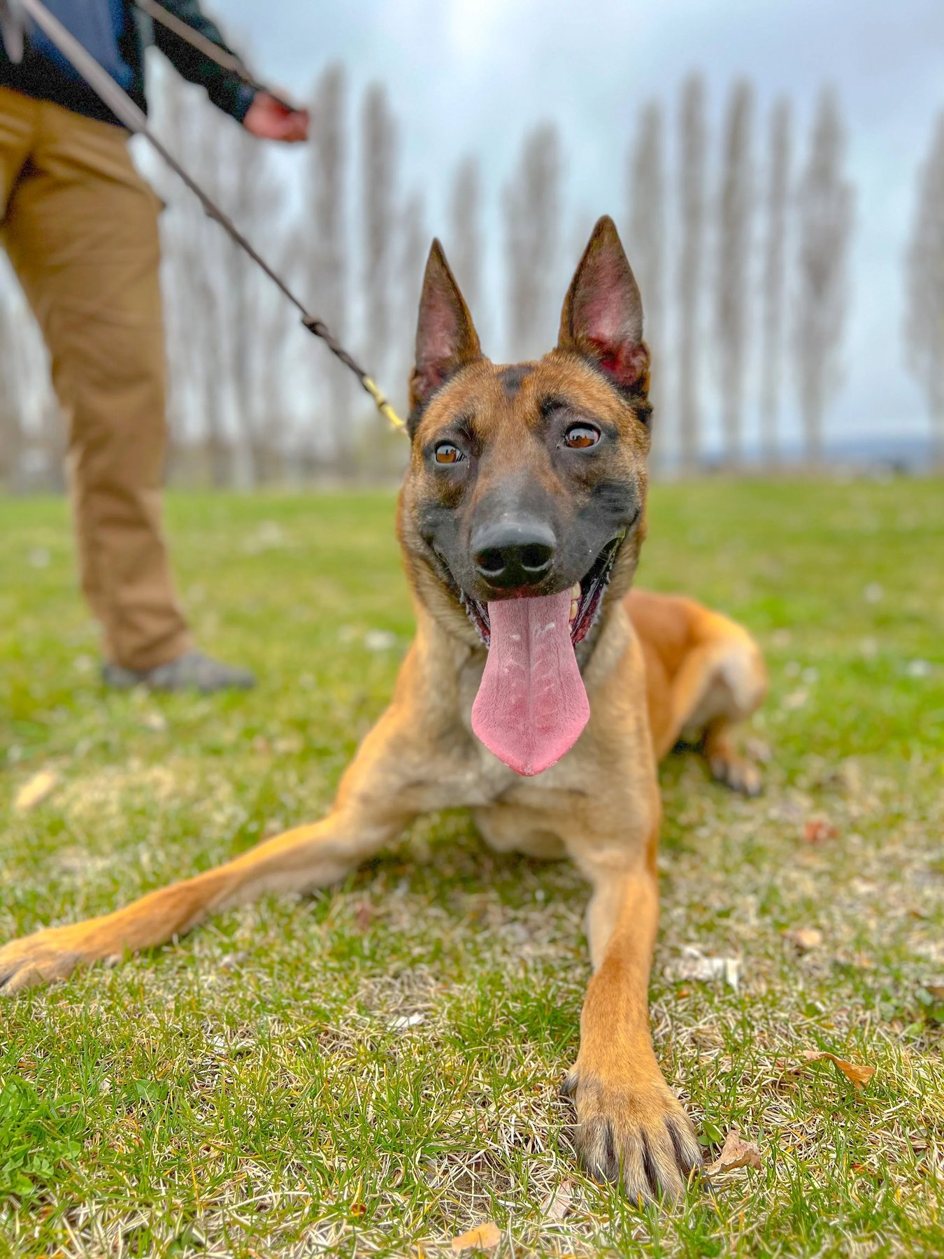 Nomad K9 Institute — dog trainer in Tacoma, WA