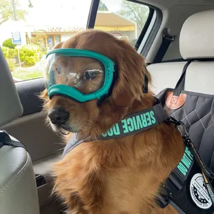 4 Paws 2 Freedom