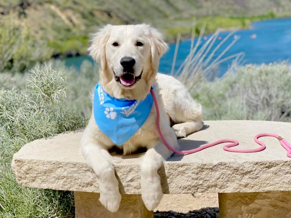 Valor K9 Academy