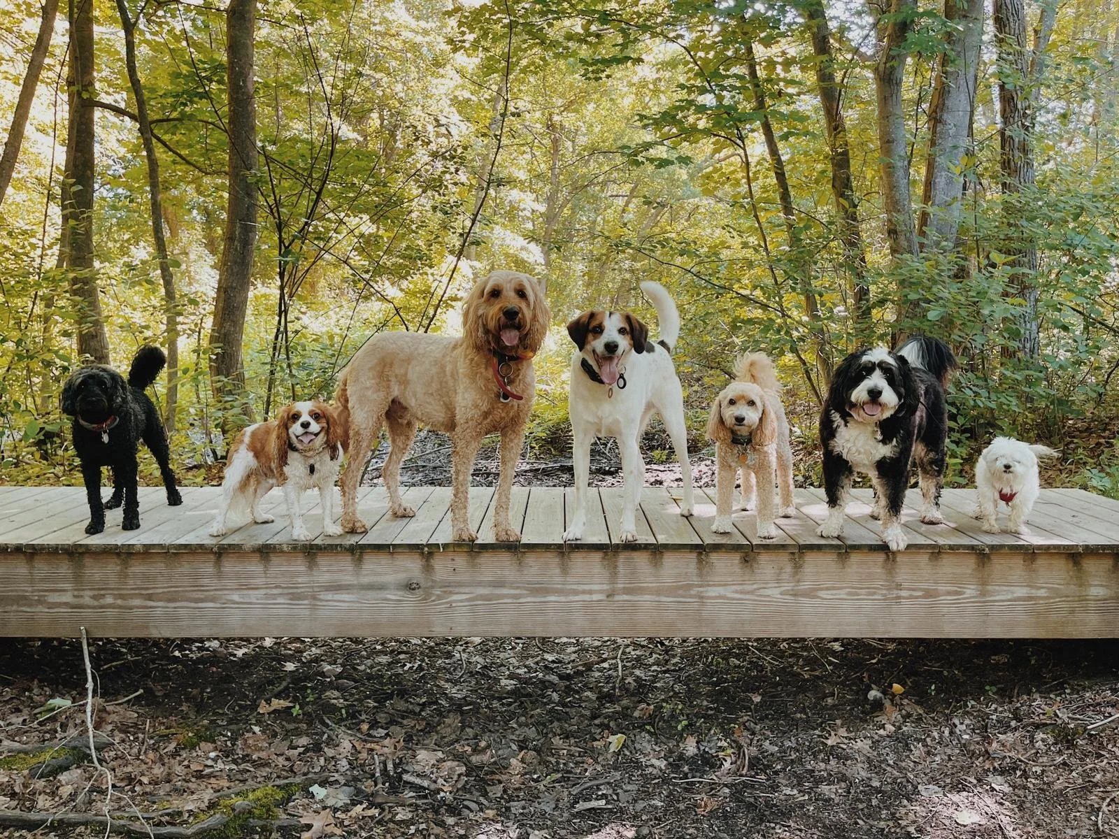 The Good Hound