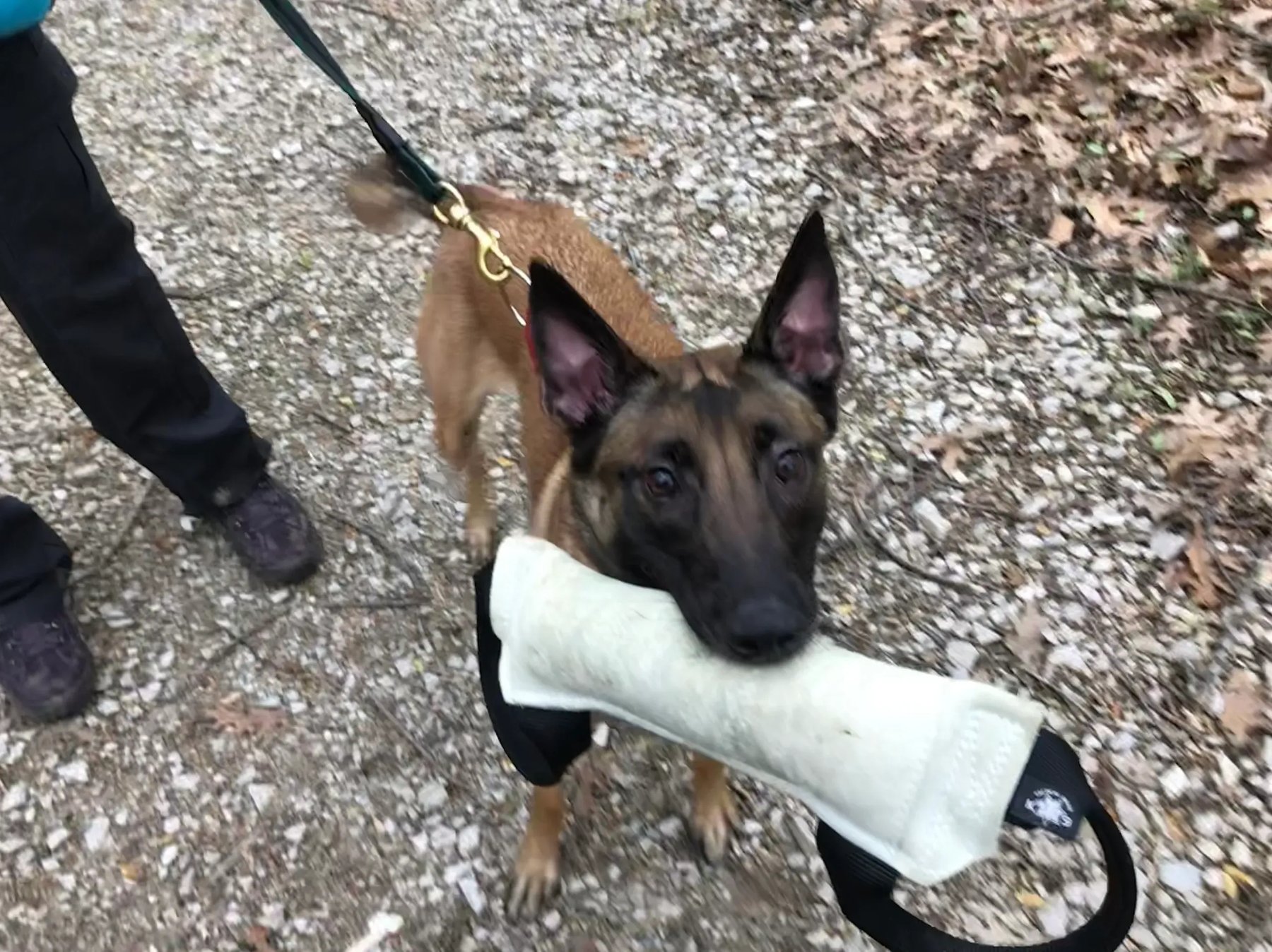 Smartie Paws Pet Training