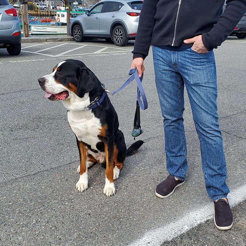 Dog Coach LLC