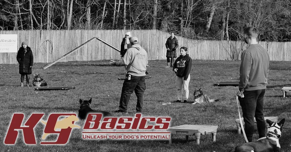 K9 Basics – Dog Training