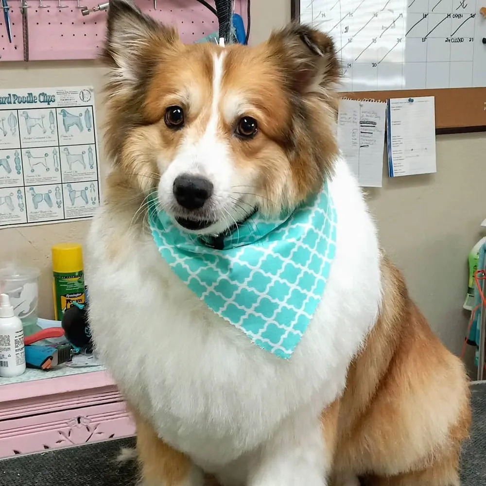 Posh Paws Pet Resort