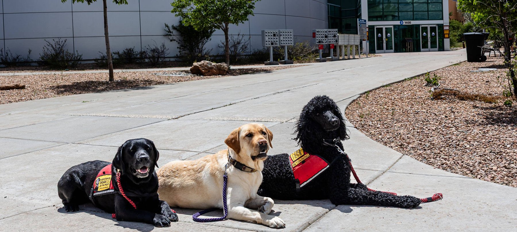 Assistance Dogs of the West