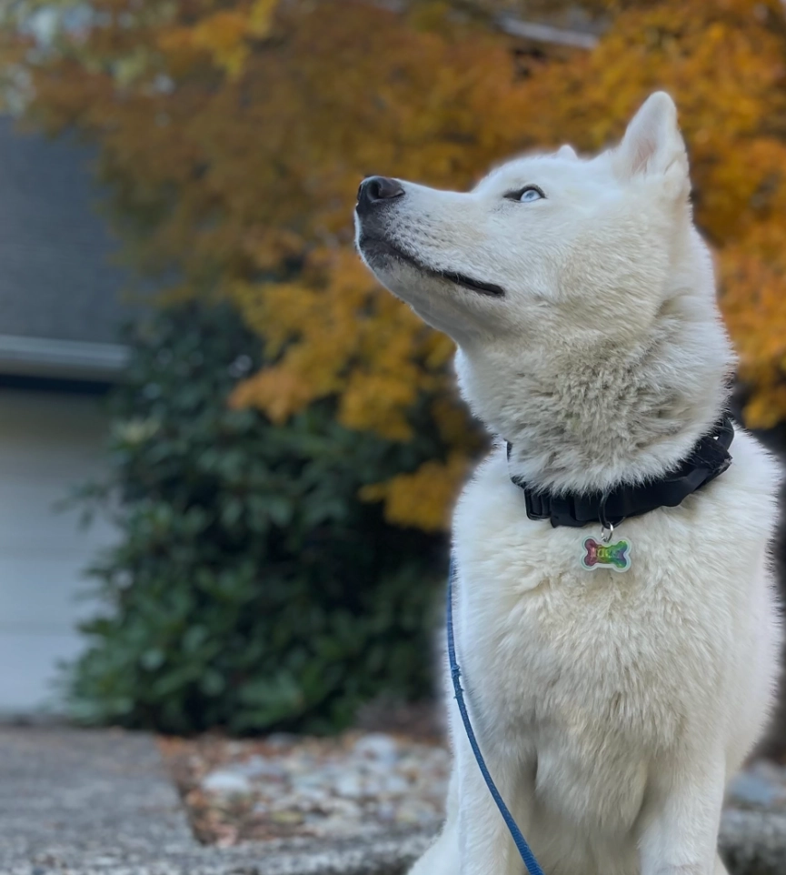 Time In™ K-9 Training