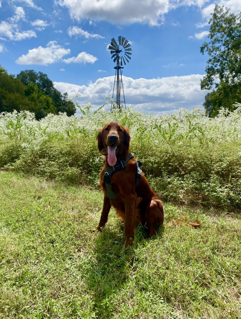 South Central Texas Dog Boarding & Training