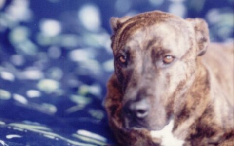 Dog Park Ready Family Dog Training LLC