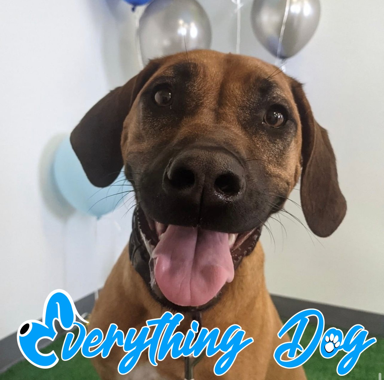 Everything Dog