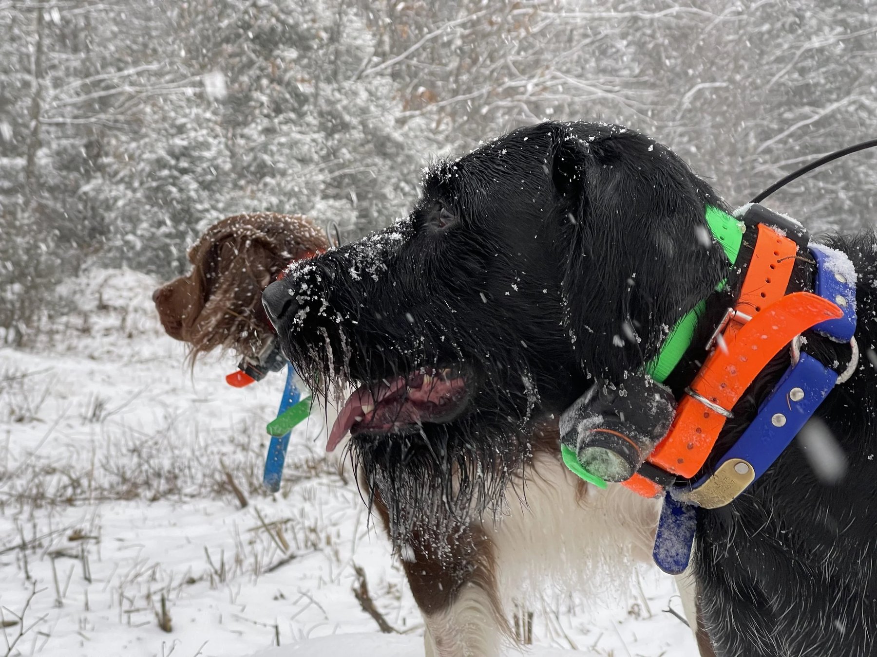 Granite State Gun Dogs LLC