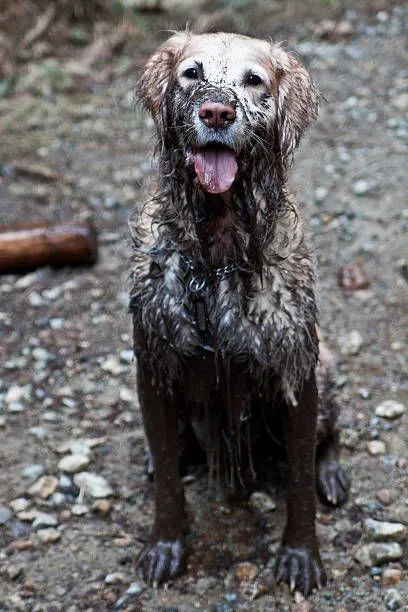 Golden Solutions Dog Training LLC