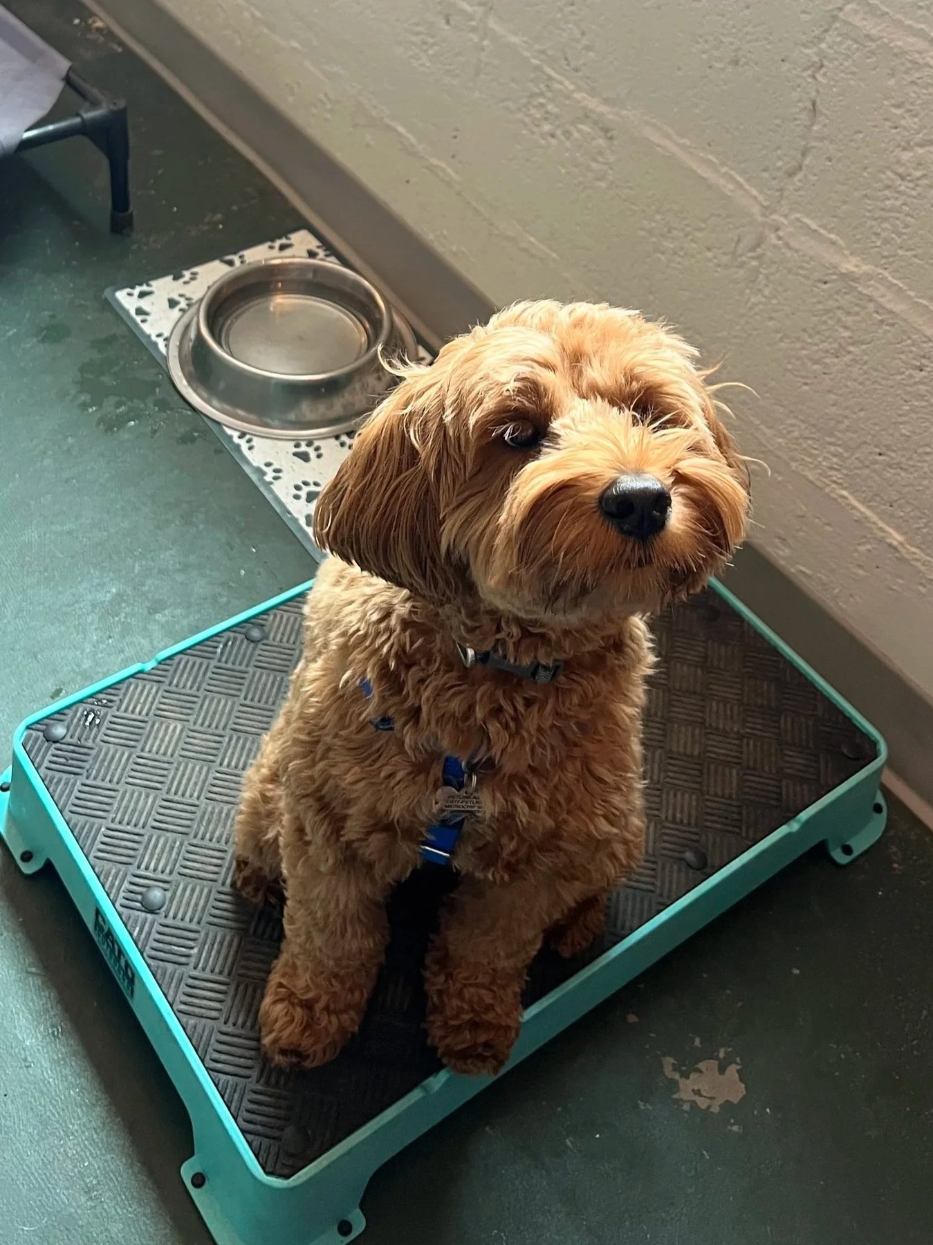 Empowered Canine Solutions LLC — dog trainer in Beaverton, OR