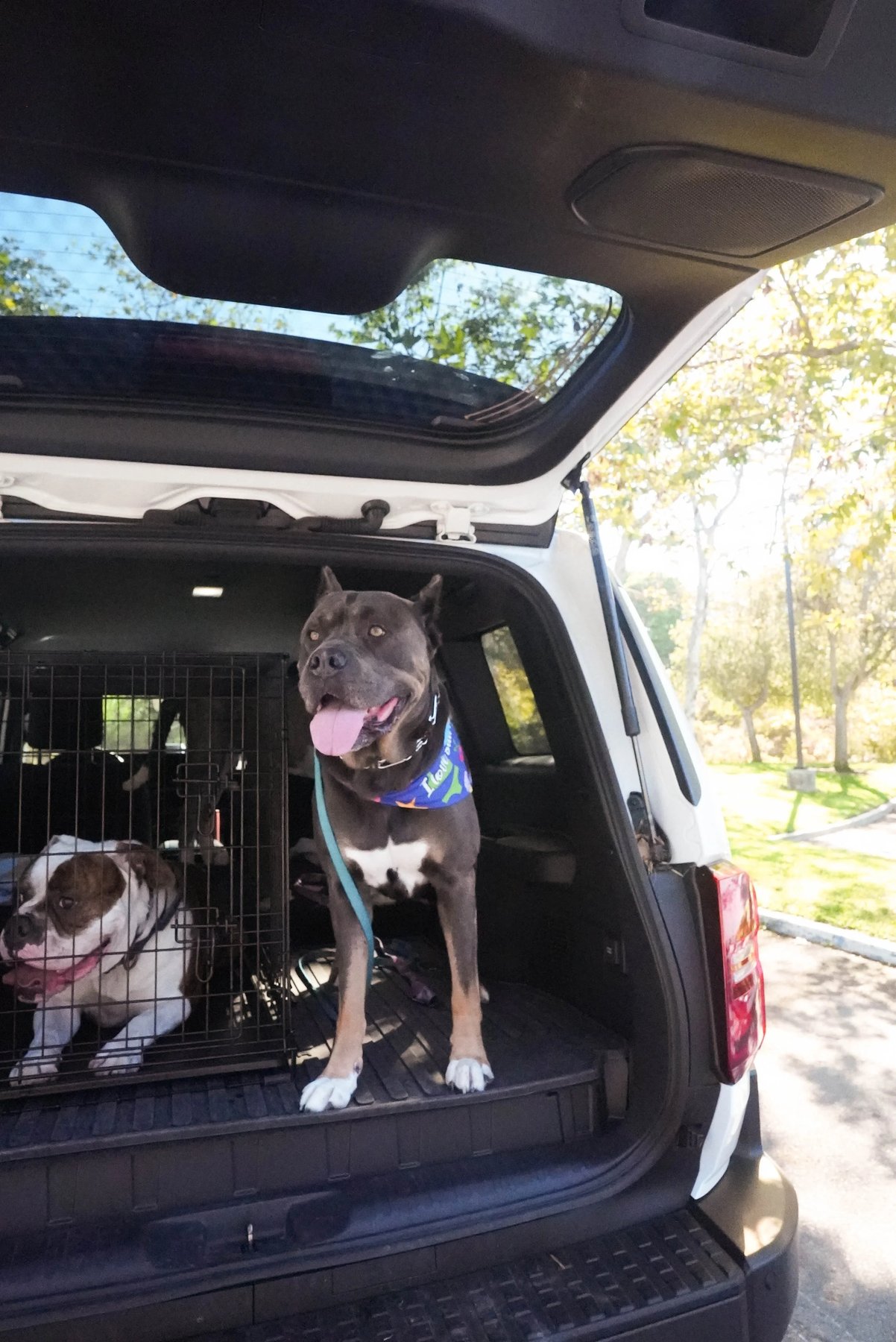 OC Pup Pals