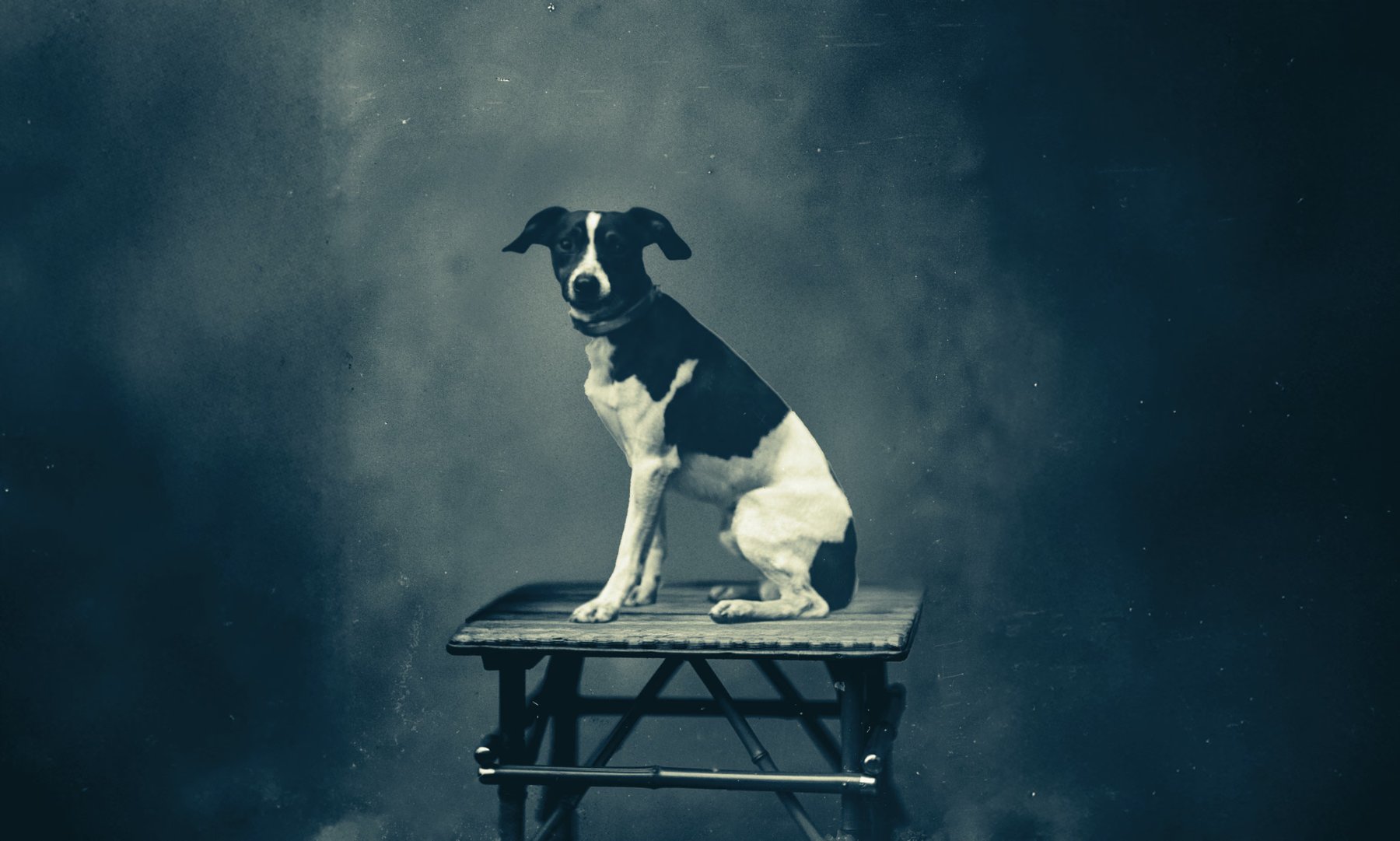 The Sport Dog Society of Montecito — dog trainer in Santa Barbara, CA