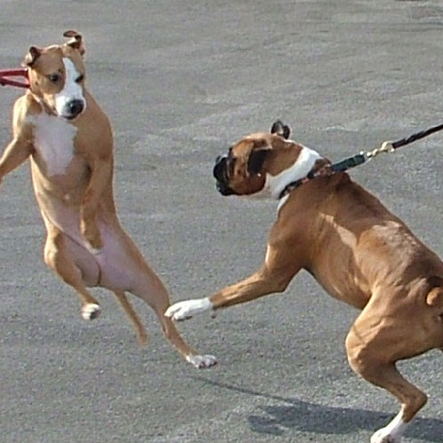 San Jose Dog Services