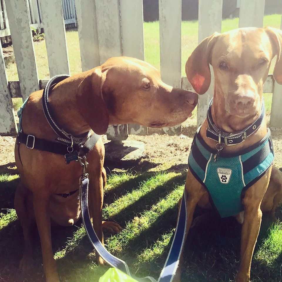 Seattle Canine Solutions