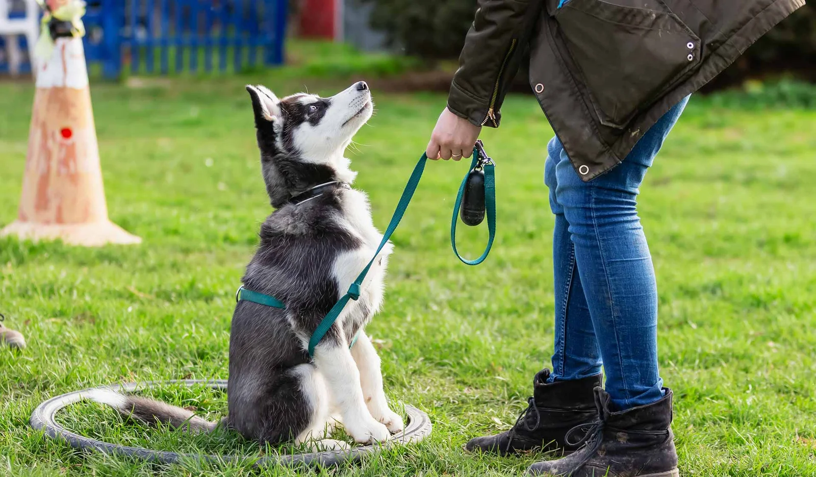 K9 Better — dog trainer in Baltimore, MD