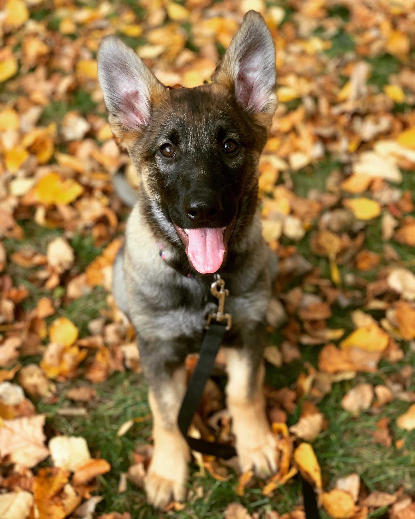 Pawsitive Pup Dog Training — dog trainer in Lowell, MA