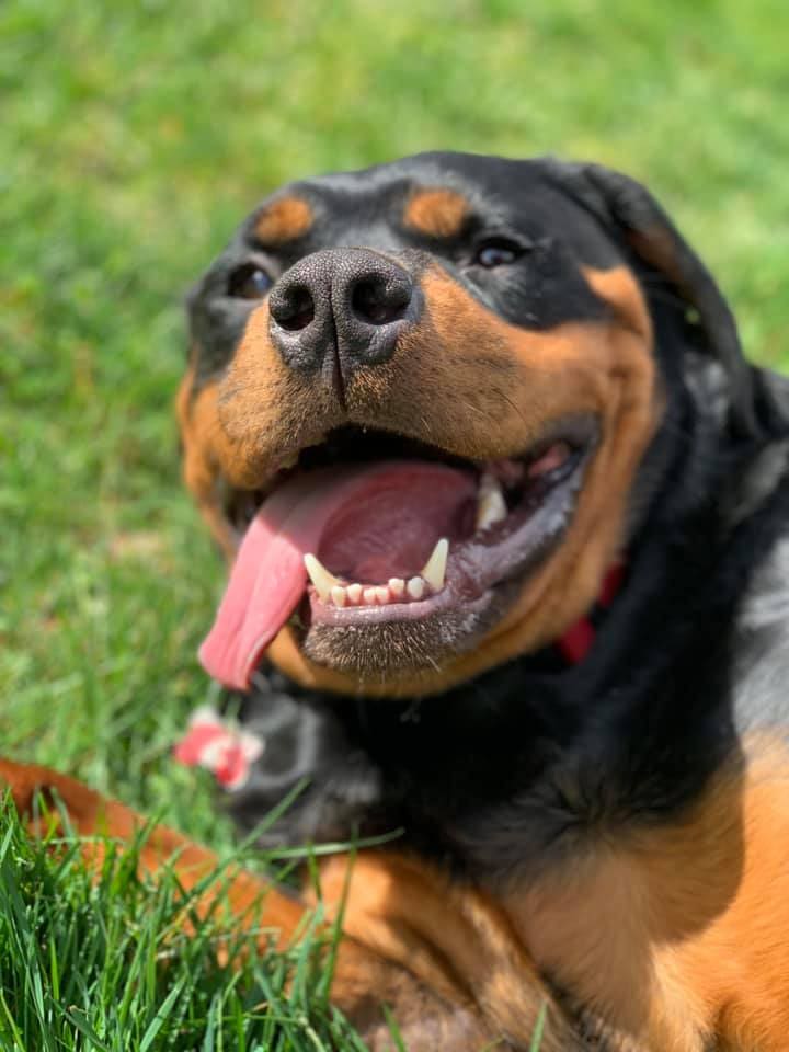 Centennial Kennels