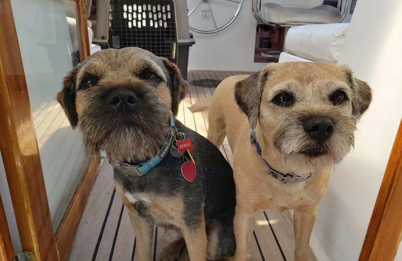 Dockside Dog Training — dog trainer in Ventura, CA