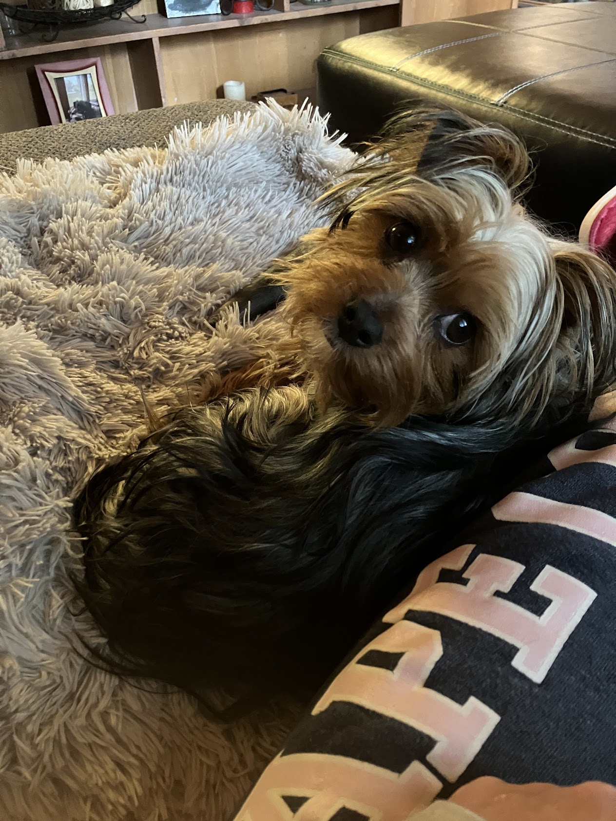 Jennings Canine Consulting